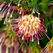 Load image into Gallery viewer, GREVILLEA WINPARA GOLD 14CM POT
