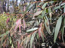 Load image into Gallery viewer, EUCALYPTUS ELATA DRY WHITE 14CM POT
