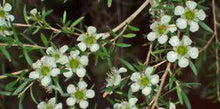 Load image into Gallery viewer, LEPTOSPERMUM PETERSONII (30CM POT) 1.2M ADVANCED
