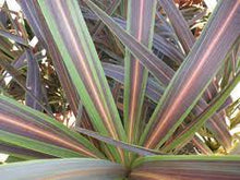 Load image into Gallery viewer, CORDYLINE BANKSII ELECTRIC STAR 18CM POT
