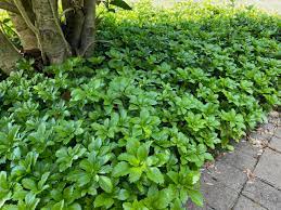 PACHYSANDRA TERMINALIS - JAPANESE SPURGE 17CM POT