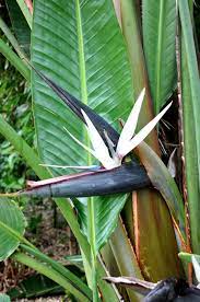 STRELITZIA NICOLAI - GIANT BIRD OF PARADISE 20CM POT