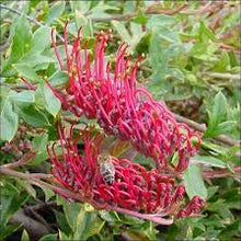 Load image into Gallery viewer, GREVILLEA GAUDI CHAUDI 140MM POT
