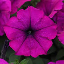 PETUNIA SPREADING VIOLET - 4 CELL CARRY PACK