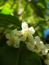 Load image into Gallery viewer, PITTOSPORUM BICOLOUR CUT ABOVE 20CM POT
