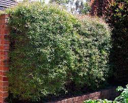 LEPTOSPERMUM PETERSONII (30CM POT) 1.2M ADVANCED