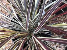 Load image into Gallery viewer, CORDYLINE ELECTRIC FLASH 18CM POT
