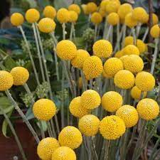 PYCNOSORUS GLOB BILLY BUTTONS 14CM POT