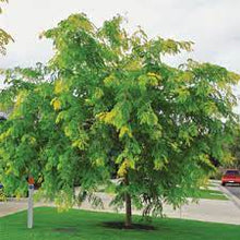 Load image into Gallery viewer, GLEDITSIA SUNBURST 40CM POT - 1.7m WELL BRANCHED.
