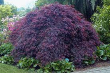 Load image into Gallery viewer, WEEPING MAPLE INABA SHIDARE 40CM POT
