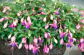 FUCHSIA ELITE MARISKA 15CM POT