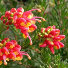 Load image into Gallery viewer, GREVILLEA FIREWORKS 14CM POT
