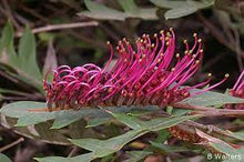 Load image into Gallery viewer, GREVILLEA ROYAL MANTLE 140MM POT
