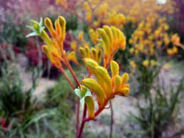 KANGAROO PAW - ANIGOZANTHOS LANDSCAPE GOLD 14CM POT