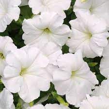 PETUNIA SPREADING WHITE - 4 CELL CARRY PACK