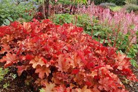 CORAL BELLS - HEUCHERA PEACH FLAMBE 14CM POT