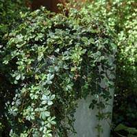 Load image into Gallery viewer, PARTHENOCISSUS SIKKIMENSIS 20CM POT
