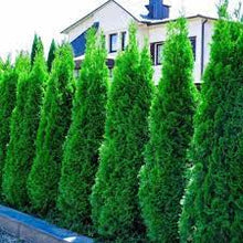 Load image into Gallery viewer, THUJA OCCIDENTALIS SMARAGD 20CM POT
