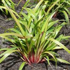 DIANELLA TASRED 14CM POT