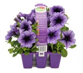 PETUNIA BLUE ICE - 6 PACK