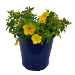 CALIBRACHOA ELITE GOLD 15CM POT