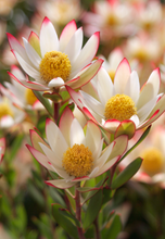 Load image into Gallery viewer, LEUCADENDRON HARVEST 18CM
