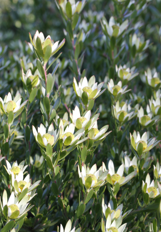 LEUCADENDRON HARVEST 18CM