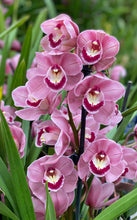 Load image into Gallery viewer, ORCHID CYMBIDIUM GRADE 3 18CM
