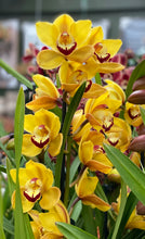 Load image into Gallery viewer, ORCHID CYMBIDIUM GRADE 5 18CM
