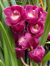 Load image into Gallery viewer, ORCHID CYMBIDIUM GRD 7 18CM
