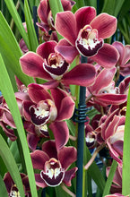 Load image into Gallery viewer, ORCHID CYMBIDIUM GRADE 5 18CM
