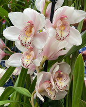 Load image into Gallery viewer, ORCHID CYMBIDIUM GRADE 3 18CM
