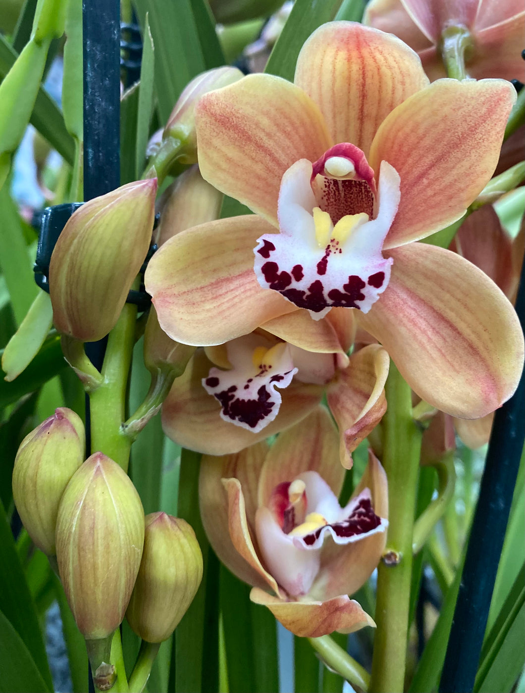 ORCHID CYMBIDIUM GRADE 5 18CM