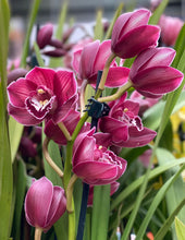 Load image into Gallery viewer, ORCHID CYMBIDIUM GRADE 5 18CM
