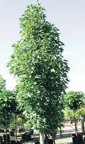 LIQUIDAMBAR OAK HIGHLIGHT 25CM POT - COLUMNAR TREE