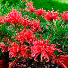 Load image into Gallery viewer, GREVILLEA NEW BLOOD 14CM POT
