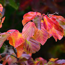 Load image into Gallery viewer, PERSIAN WITCH HAZEL - PARROTIA PERSICA 33CM POT
