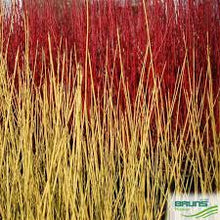 Load image into Gallery viewer, YELLOW STEM DOGWOOD - CORNUS STOLONIFERA FLAVIR 20CM POT 80CM TALL
