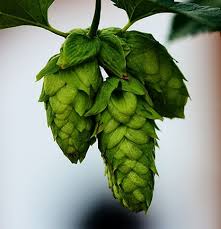 HOPS (BREWING) - HUMULUS HALLERTAU 20CM POT