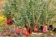 Load image into Gallery viewer, BANKSIA BLECHNIFOLIA PROSTRATE 14CM POT
