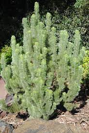 WOOLLY BUSH - ADENANTHOS SERICEUS 20CM POT