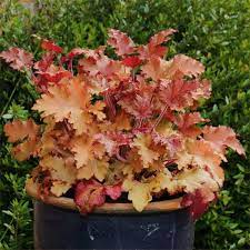 CORAL BELLS - HEUCHERA MARMALADE 14CM POT