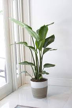 Load image into Gallery viewer, STRELITZIA NICOLAI - GIANT BIRD OF PARADISE 20CM POT
