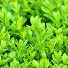 Load image into Gallery viewer, ENGLISH BOX - BUXUS SEMPERVIRENS 20CM POT
