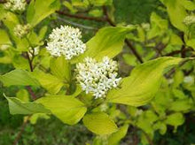 Load image into Gallery viewer, YELLOW STEM DOGWOOD - CORNUS STOLONIFERA FLAVIR 20CM POT 80CM TALL
