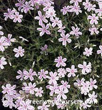 Load image into Gallery viewer, PHLOX CANDY STRIPE PINK WHITE 14CM POT
