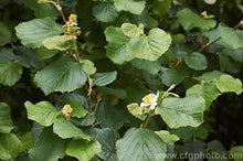 Load image into Gallery viewer, PARROTIOPSIS JAQUEMONTIANA 25CM POT
