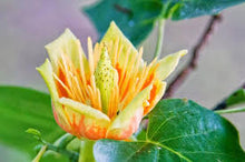 Load image into Gallery viewer, LIRIODENDRON TULIP TREE 20CM POT

