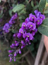 Load image into Gallery viewer, HARDENBERGIA HAPPY WANDERER 20CM POT
