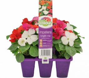 IMPATIENS BRIGHT MIX - 6 CELL CARRY PACK